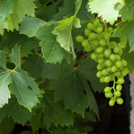 In Hollersbach Near Lift * Hollersbach im Pinzgau